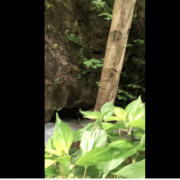 ویدیو ارسالی از جناب آقای جواد باقرزاده از جنگل های مازندران✔️ از سری ویدیوهای ارسالی از همراهان عزیز و همیشگی سایت موفقیت موسسه MIE تقدیم شما باد