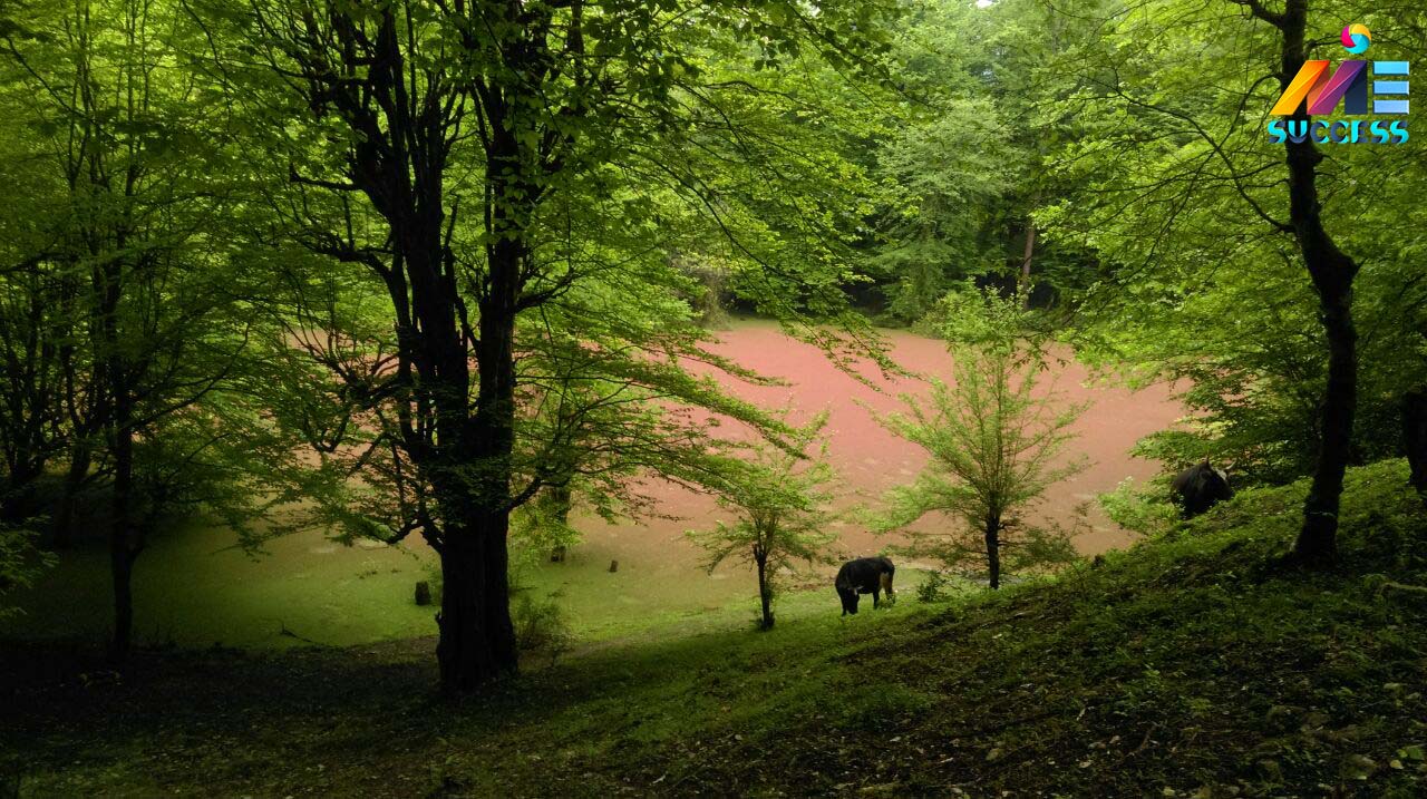 جنگل های زیبای چالوس - چالوس - شهر چالوس - مازندران