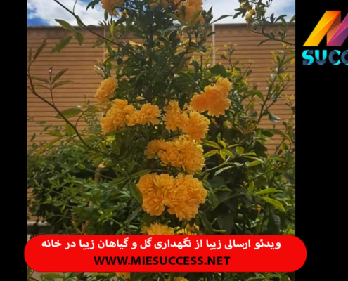 ویدئو ارسالی زیبا از نگهداری گل ها و گیاهان زیبا در خانه ✔️ حس خوبی سلامتی ⭐︁ گلخانه خانگی